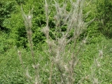 sn850054