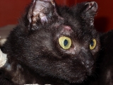 Die Katze