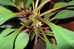 Euphorbia Leuconeura
