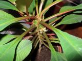 Euphorbia Leuconeura