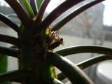 Euphorbia Leuconeura - Samen