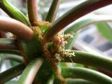 Euphorbia Leuconeura - Blüte