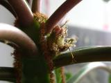 Euphorbia Leuconeura - Blüte