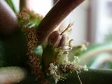 Euphorbia Leuconeura - Blüte