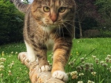 Lizzy-auf-der-Birke