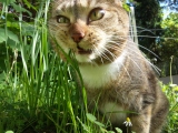 Lizzy